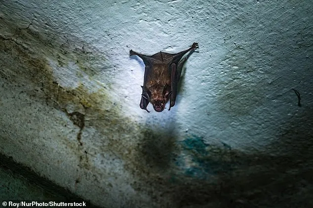 lakuriqi që barte virusin Nipah