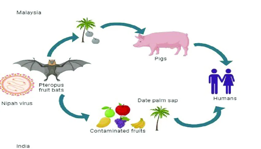 transmetimi i virusit Nipah